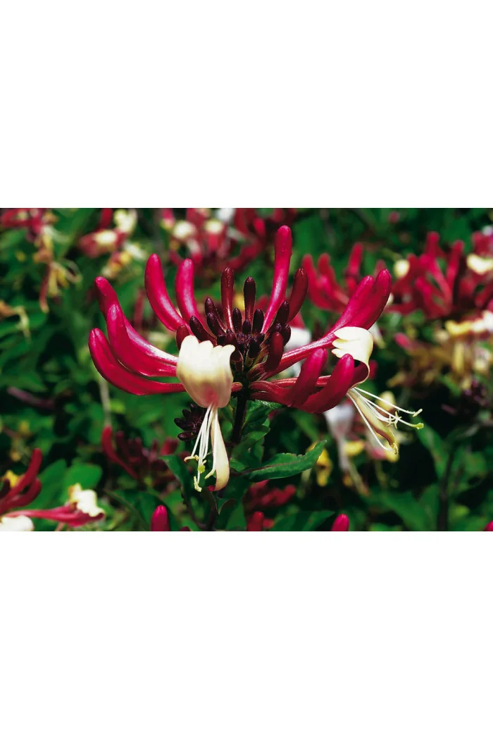 Wiciokrzew pomorski 'Serotina' | Lonicera periclymenum