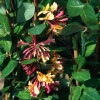 Wiciokrzew Heckrotta 'Goldflame' | Lonicera x heckrotti