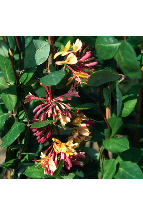 Wiciokrzew Heckrotta 'Goldflame' | Lonicera x heckrotti