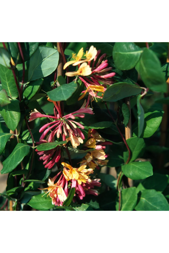 Wiciokrzew Heckrotta 'Goldflame' | Lonicera x heckrotti