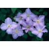 Powojnik 'Błękitny Anioł' | Clematis