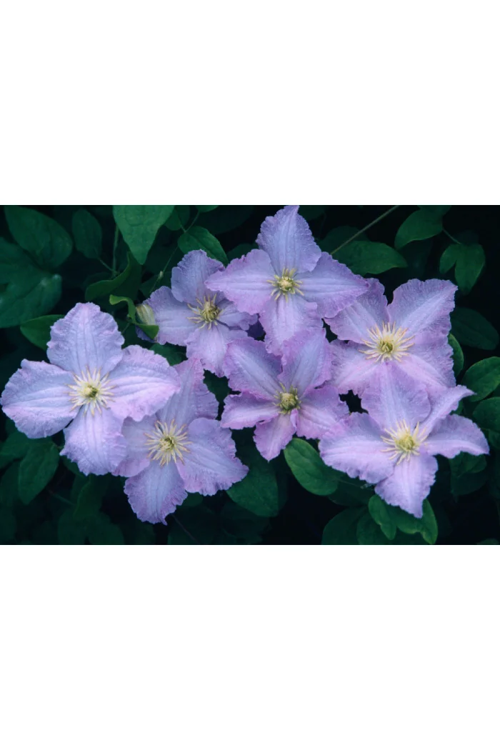 Powojnik 'Błękitny Anioł' | Clematis