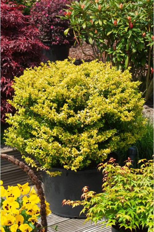 Ostrokrzew 'Golden Gem' | Ilex crenata