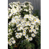 Aster krzaczasty 'Kristina' | Aster dumosus