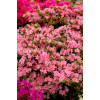 Azalia japońska 'Kermesina Rosea' | Rhododendron obtusum