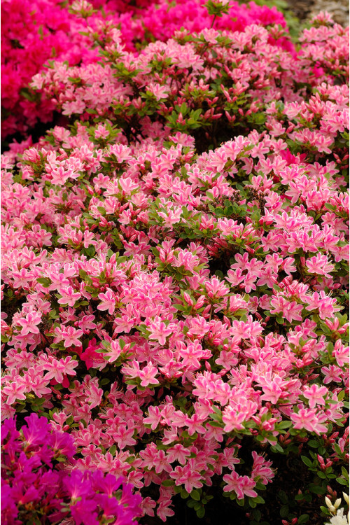 Azalia japońska 'Kermesina Rosea' | Rhododendron obtusum