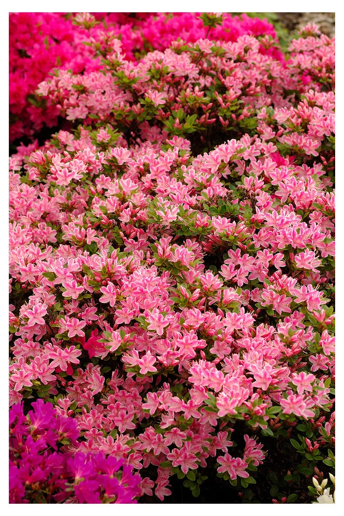 Azalia japońska 'Kermesina Rosea' | Rhododendron obtusum