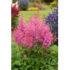 Tawułka arendsa 'Mainz' | Astilbe arendsii