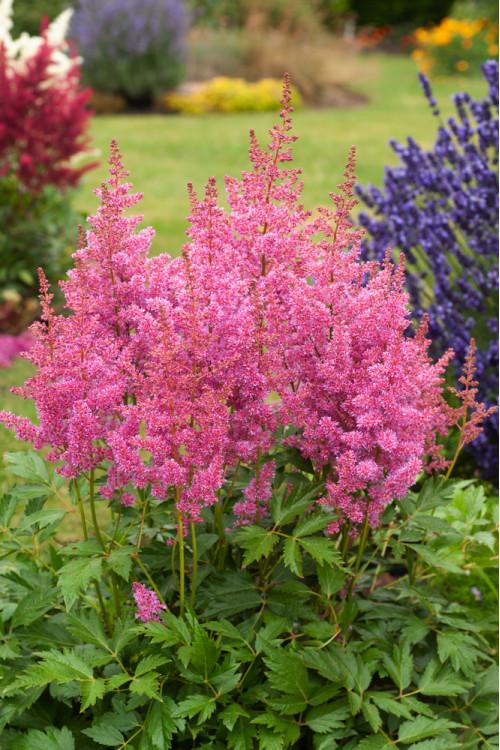 Tawułka arendsa 'Mainz' | Astilbe arendsii