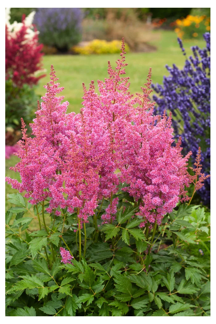 Tawułka arendsa 'Mainz' | Astilbe arendsii