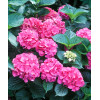 Hortensja ogrodowa 'Masja' | Hydrangea macrophylla