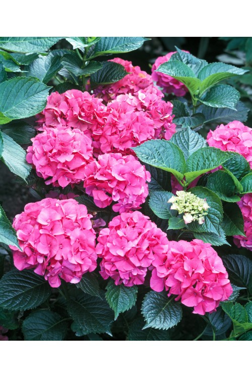 Hortensja ogrodowa 'Masja' | Hydrangea macrophylla