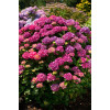 Hortensja ogrodowa 'Masja' | Hydrangea macrophylla