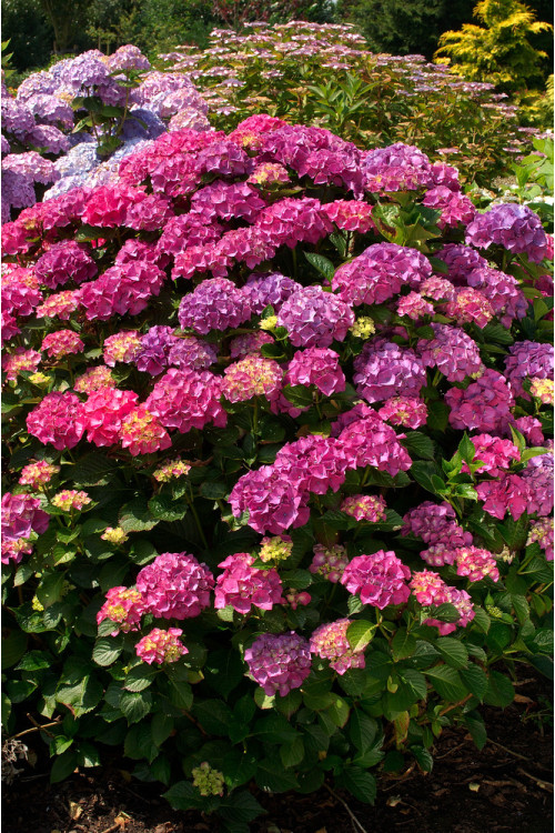 Hortensja ogrodowa 'Masja' | Hydrangea macrophylla