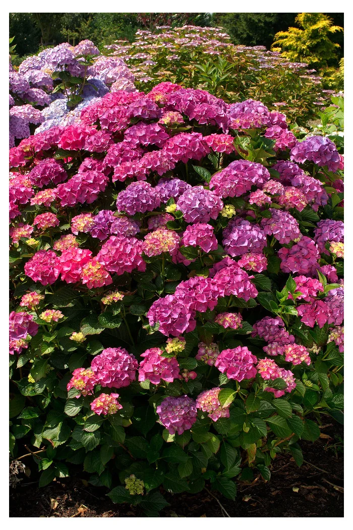 Hortensja ogrodowa 'Masja' | Hydrangea macrophylla