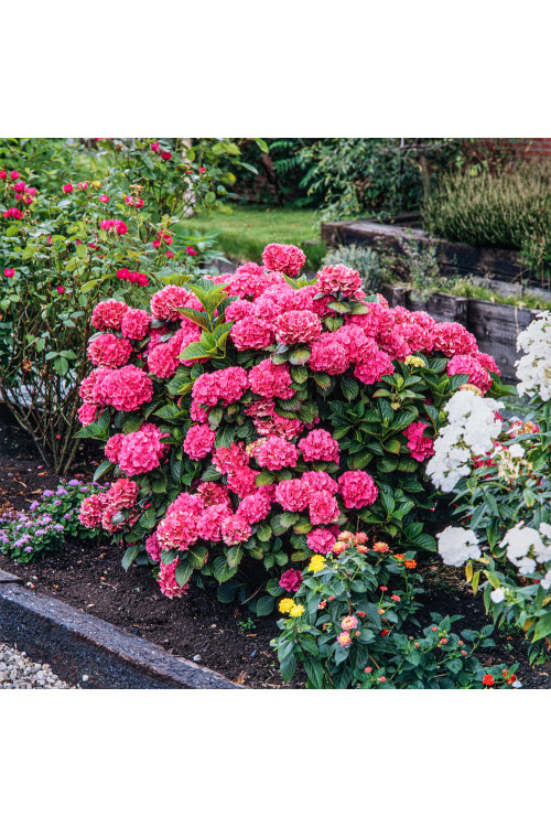 Hortensja ogrodowa 'Bouquet Rose' | Hydrangea macrophylla
