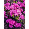Różanecznik 'PJM Elite' Rhododendron