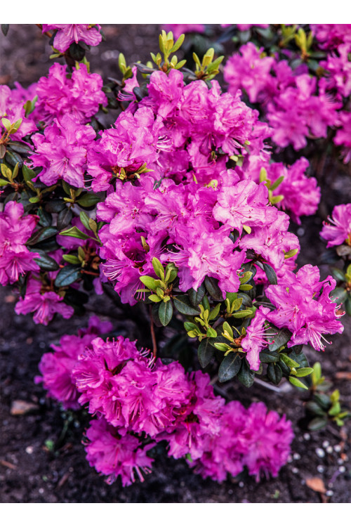 Różanecznik 'PJM Elite' Rhododendron