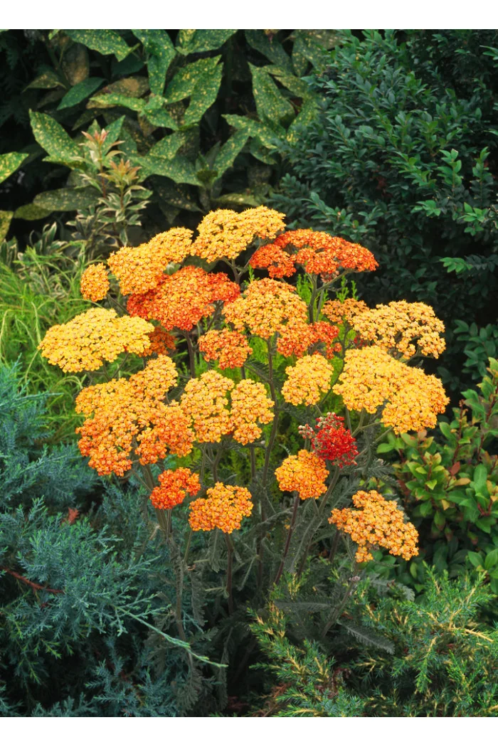 Krwawnik pospolity 'Terracota' | Achillea millefolium