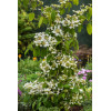 Kalina japońska 'Kilimanjaro' | Viburnum plicatum