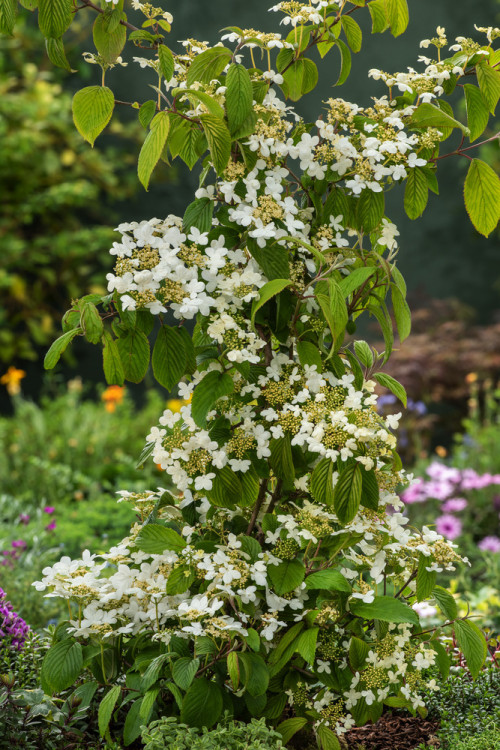 Kalina japońska 'Kilimanjaro' | Viburnum plicatum