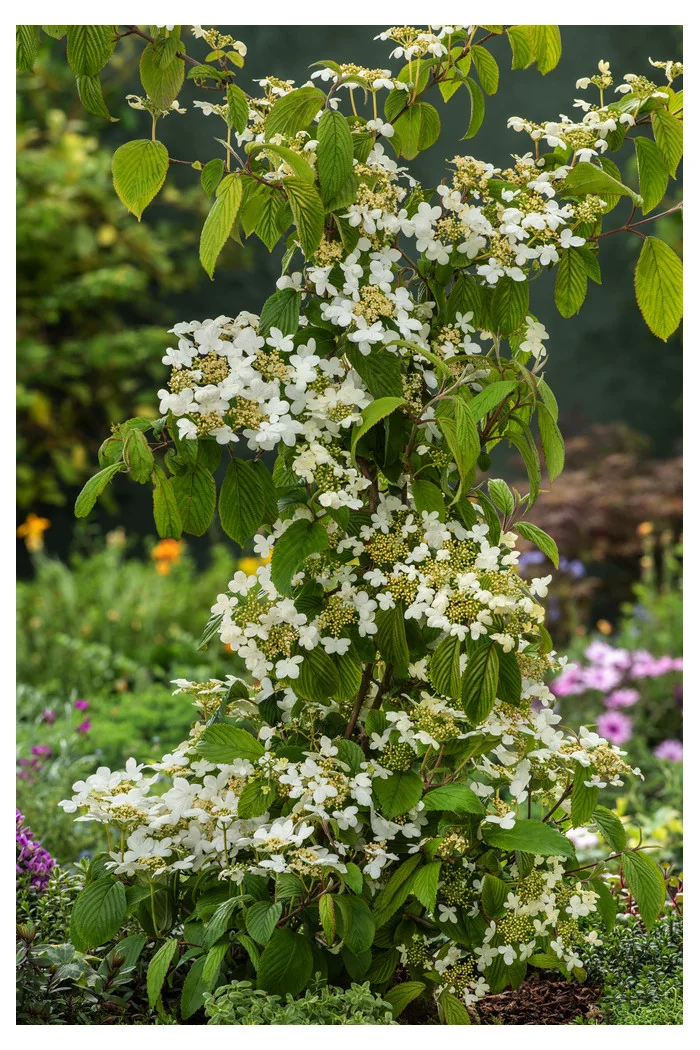 Kalina japońska 'Kilimanjaro' | Viburnum plicatum