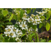 Kalina japońska 'Kilimanjaro' | Viburnum plicatum