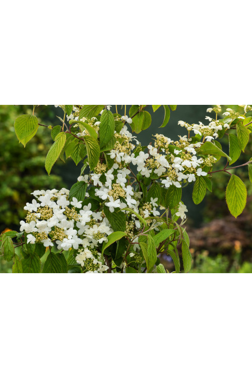 Kalina japońska 'Kilimanjaro' | Viburnum plicatum
