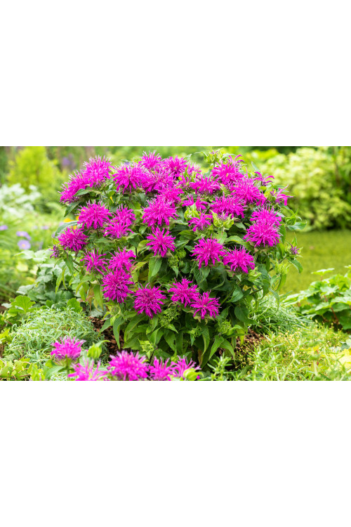 Pysznogłówka 'Balmy Lilac' | Monarda