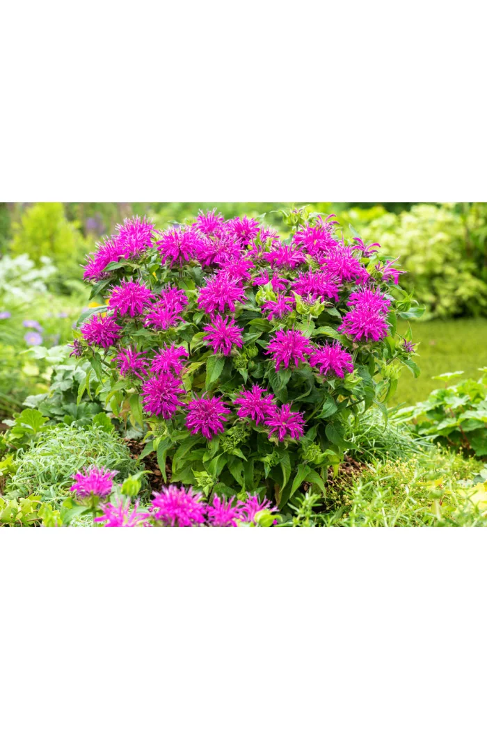 Pysznogłówka 'Balmy Lilac' | Monarda
