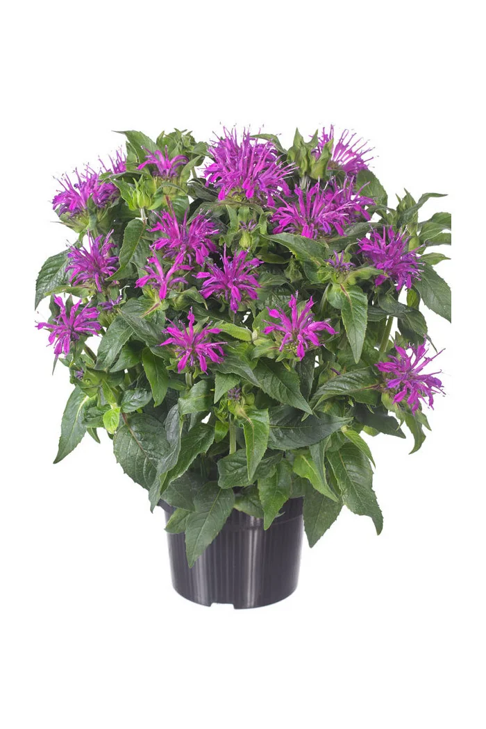 Pysznogłówka 'Balmy Lilac' | Monarda