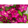 Powojnik 'Ville de Lyon' | Clematis