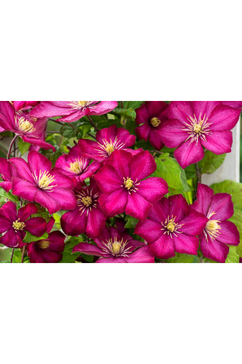 Powojnik 'Ville de Lyon' | Clematis