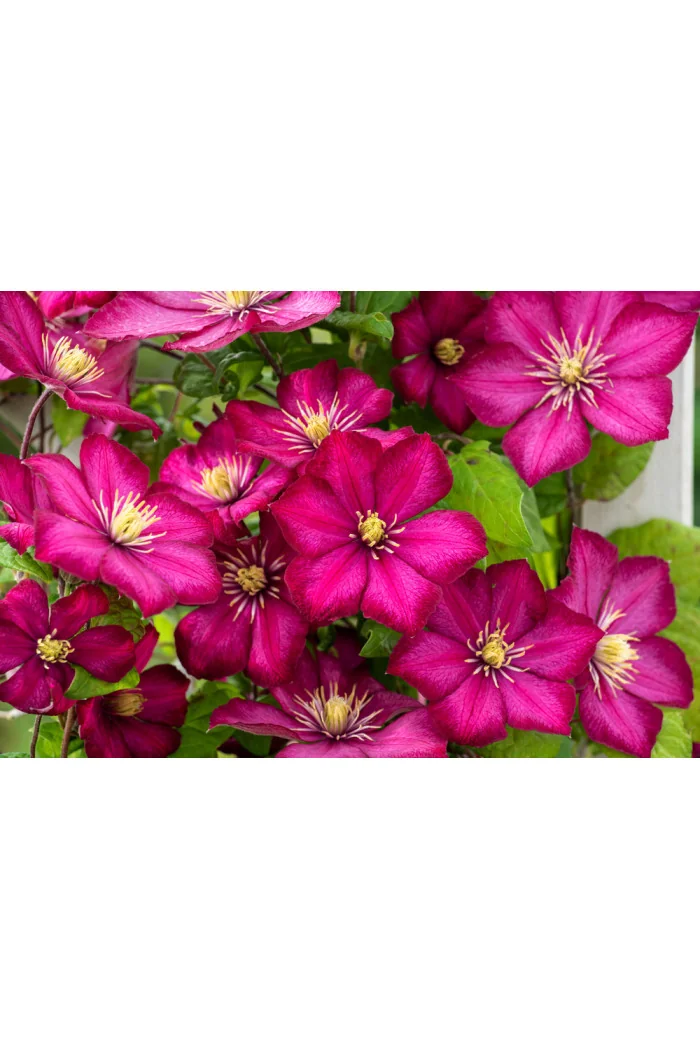 Powojnik 'Ville de Lyon' | Clematis