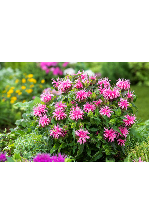 Pysznogłówka 'Balmy Rose'| Monarda