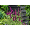 Budleja Dawida 'Summer Beauty' | Buddleja dawidii