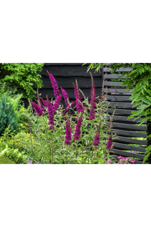Budleja Dawida 'Summer Beauty' | Buddleja dawidii