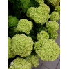 Hortensja bukietowa 'Little Lime' | Hydrangea paniculata