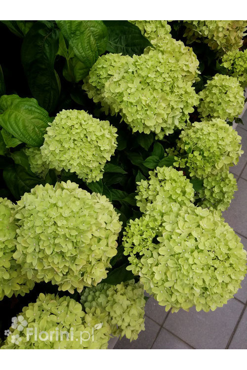Hortensja bukietowa 'Little Lime' | Hydrangea paniculata