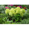 Hortensja bukietowa 'Little Lime' | Hydrangea paniculata