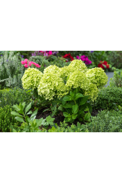 Hortensja bukietowa 'Little Lime' | Hydrangea paniculata