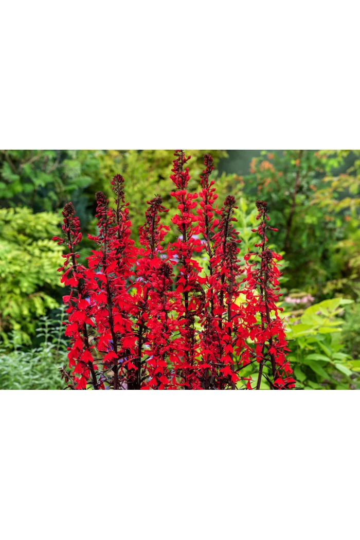 Lobelia lśniąca wielka 'Queen Victoria' | Lobelia fulgens