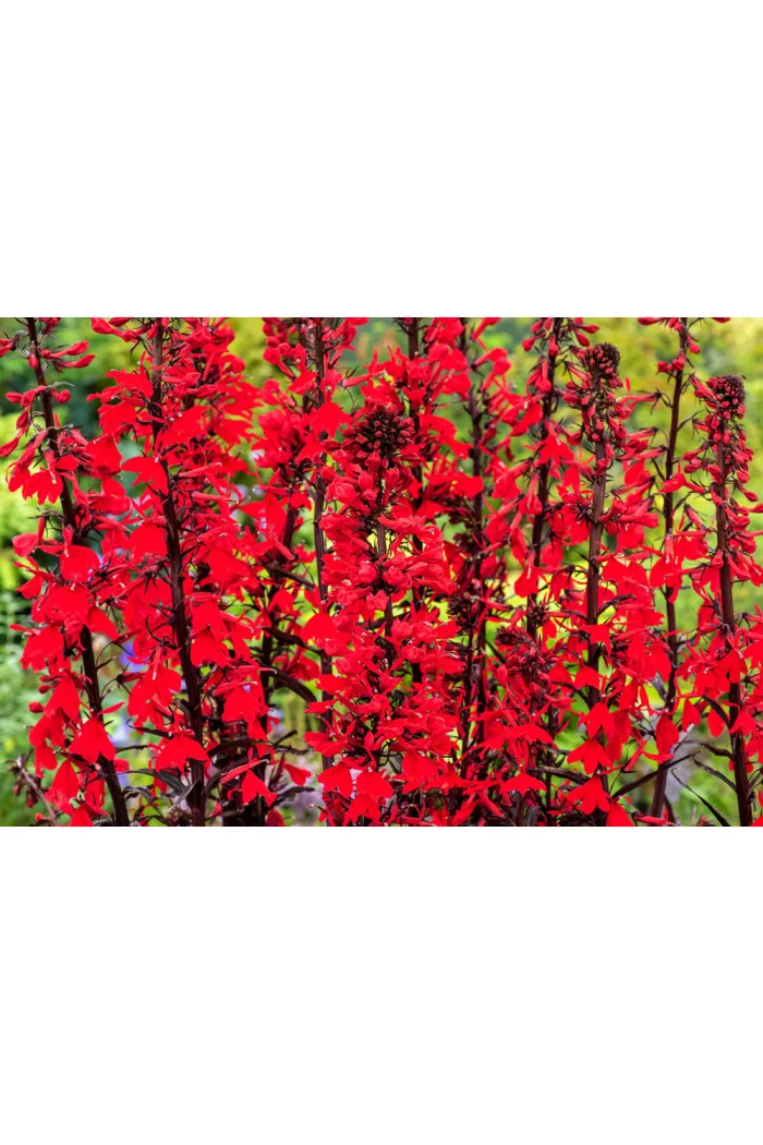 Lobelia lśniąca wielka 'Queen Victoria' | Lobelia fulgens