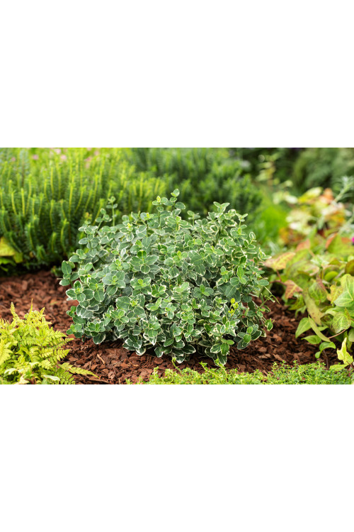 trzmielina, Euonymus