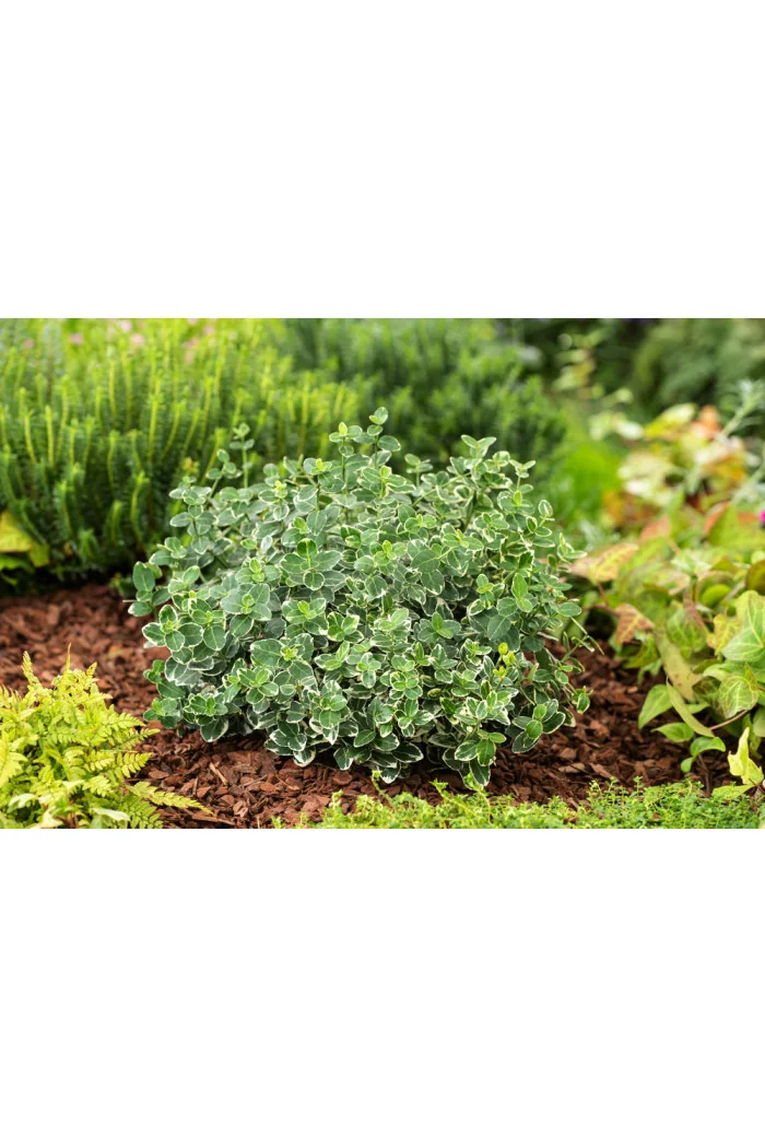 trzmielina, Euonymus