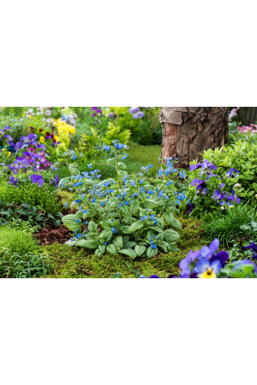 Brunnera 'Silver Heart' | Brunnera