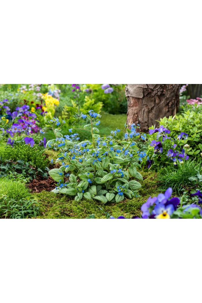 Brunnera 'Silver Heart' | Brunnera