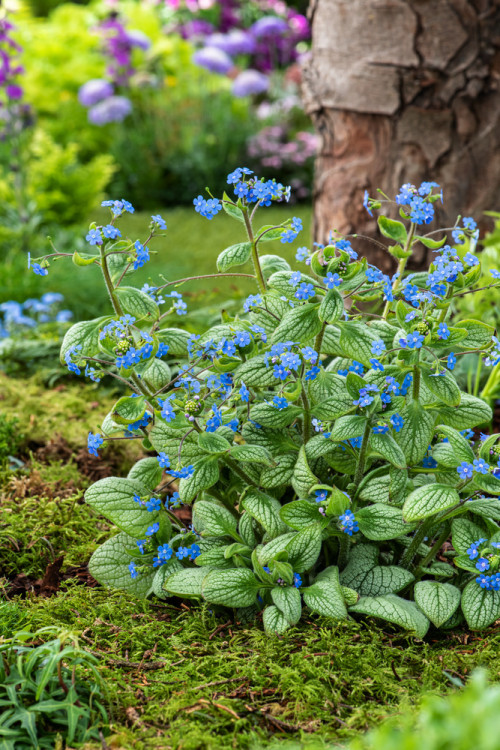 Brunnera 'Silver Heart' | Brunnera