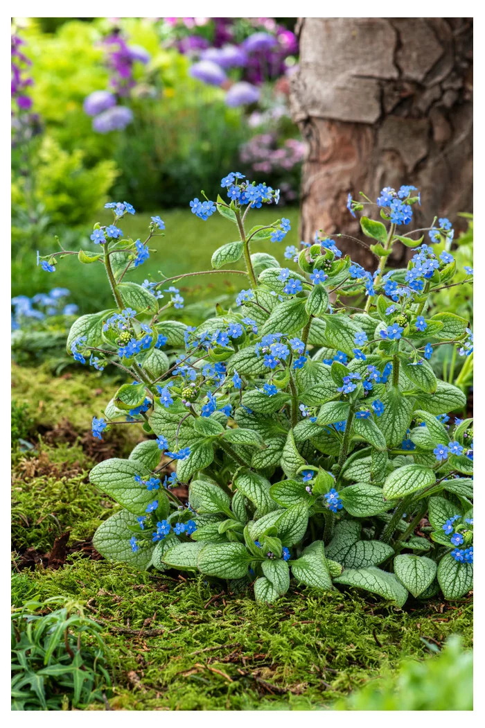 Brunnera 'Silver Heart' | Brunnera