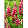 Łubin niski 'Gallery Rose' Lupinus nanus russell